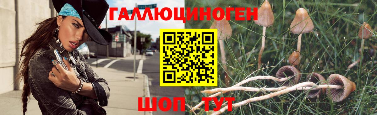 Новочебоксарск  Псилоцибиновые грибы Psilocybine cubensis  закладки  Вход с VPN 